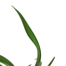 Load image into Gallery viewer, Hemerocallis, 1 gal, Band of Fire