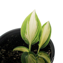 Load image into Gallery viewer, Hosta, 1 gal, High Society
