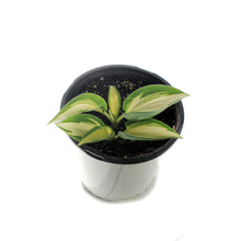 Load image into Gallery viewer, Hosta, 1 gal, High Society
