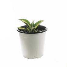 Load image into Gallery viewer, Hosta, 1 gal, Risky Business
