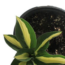 Load image into Gallery viewer, Hosta, 1 gal, Risky Business
