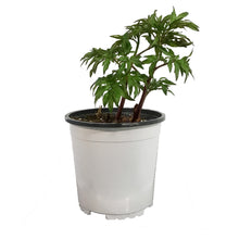 Load image into Gallery viewer, Peony, 1 gal, Red Charm