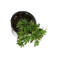 Load image into Gallery viewer, Peony, 1 gal, Red Charm