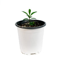 Load image into Gallery viewer, Phlox, 1 gal, Orchid Green