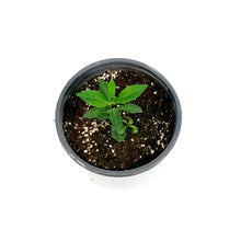 Load image into Gallery viewer, Phlox, 1 gal, Orchid Green