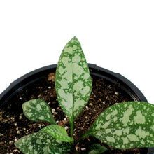 Load image into Gallery viewer, Pulmonaria, 1 gal, Silver Bouquet
