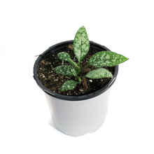 Load image into Gallery viewer, Pulmonaria, 1 gal, Silver Bouquet