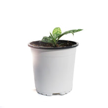 Load image into Gallery viewer, Pulmonaria, 1 gal, Silver Bouquet