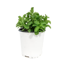 Load image into Gallery viewer, Sedum, 1 gal, Upright Pinky