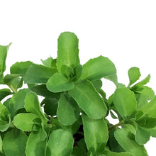 Load image into Gallery viewer, Sedum, 1 gal, Upright Pinky