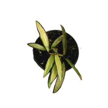 Load image into Gallery viewer, Hoya, 4in, Wayetii Variegated