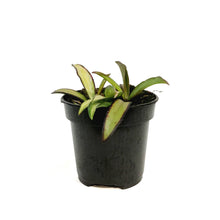 Load image into Gallery viewer, Hoya, 4in, Wayetii Variegated