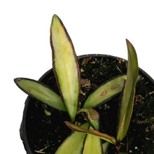 Load image into Gallery viewer, Hoya, 4in, Wayetii Variegated