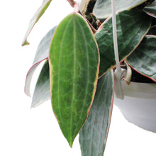 Load image into Gallery viewer, Hoya, 7in HB, Latifolia Outer Margin Variegated