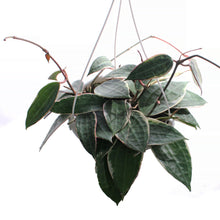 Load image into Gallery viewer, Hoya, 7in HB, Latifolia Outer Margin Variegated