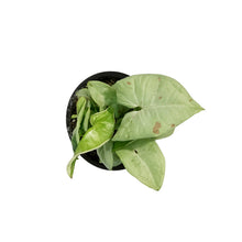Load image into Gallery viewer, Syngonium, 3.5in, Dazzle Color