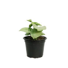 Load image into Gallery viewer, Syngonium, 3.5in, Dazzle Color