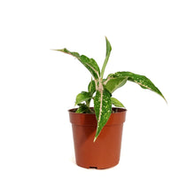 Load image into Gallery viewer, Aglaonema, 4in, Star Shining