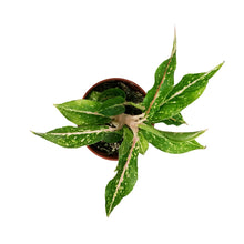 Load image into Gallery viewer, Aglaonema, 4in, Star Shining