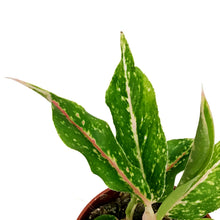Load image into Gallery viewer, Aglaonema, 4in, Star Shining