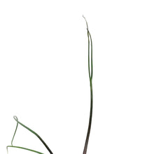 Load image into Gallery viewer, Alocasia, 4in, Flying Squid
