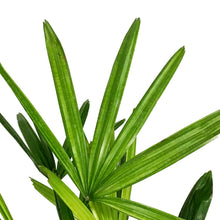 Load image into Gallery viewer, Palm, 6in, Rhapis