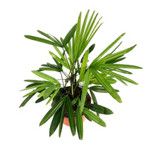 Load image into Gallery viewer, Palm, 6in, Rhapis