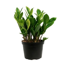 Load image into Gallery viewer, ZZ Plant, 6in, Zamioculcas Zamiifolia Chameleon