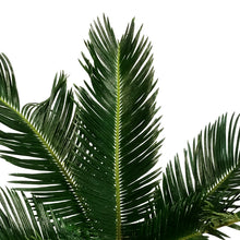 Load image into Gallery viewer, Palm, 10in, Sago