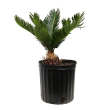 Load image into Gallery viewer, Palm, 10in, Sago