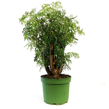 Load image into Gallery viewer, Aralia, 6in, Ming Stump
