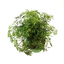 Load image into Gallery viewer, Aralia, 6in, Ming Stump