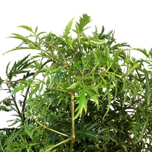 Load image into Gallery viewer, Aralia, 6in, Ming Stump