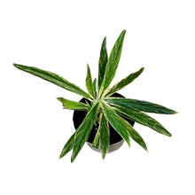 Load image into Gallery viewer, Aglaonema, 6in, Rice