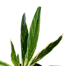 Load image into Gallery viewer, Aglaonema, 6in, Rice
