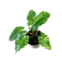 Load image into Gallery viewer, Alocasia, 6in, Corazon