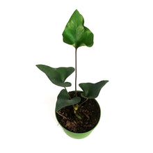 Load image into Gallery viewer, Anthurium, 6in, Arrow