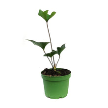 Load image into Gallery viewer, Anthurium, 6in, Arrow