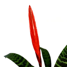 Load image into Gallery viewer, Bromeliad, 5in, Vriesea Espada