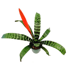 Load image into Gallery viewer, Bromeliad, 5in, Vriesea Espada