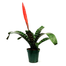 Load image into Gallery viewer, Bromeliad, 5in, Vriesea Espada