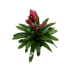 Load image into Gallery viewer, Bromeliad, 6in, Vriesea Albertina