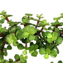 Load image into Gallery viewer, Bonsai, 6in, Jade, Heart-Shaped