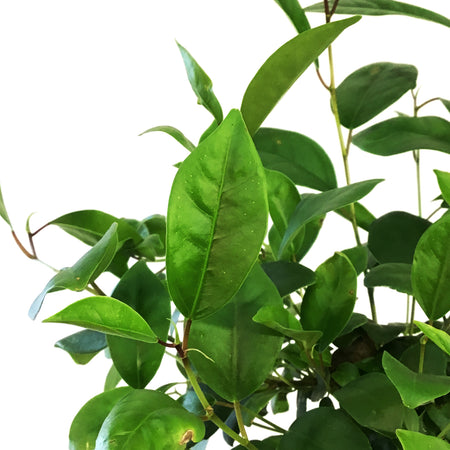 Bonsai, 6in, Ficus Ginseng