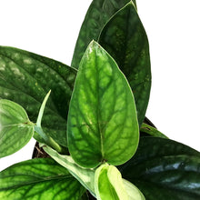 Load image into Gallery viewer, Monstera, 6in, Karstenianum Peru