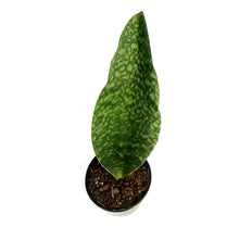 Load image into Gallery viewer, Sansevieria, 6in, Whale Fin