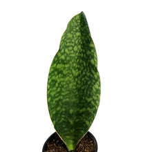 Load image into Gallery viewer, Sansevieria, 6in, Whale Fin