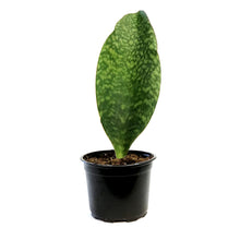 Load image into Gallery viewer, Sansevieria, 6in, Whale Fin