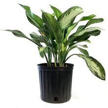 Load image into Gallery viewer, Aglaonema, 10in, Silver Bay