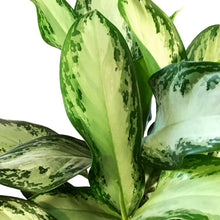 Load image into Gallery viewer, Aglaonema, 10in, Silver Bay